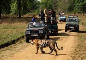 Safari in India 